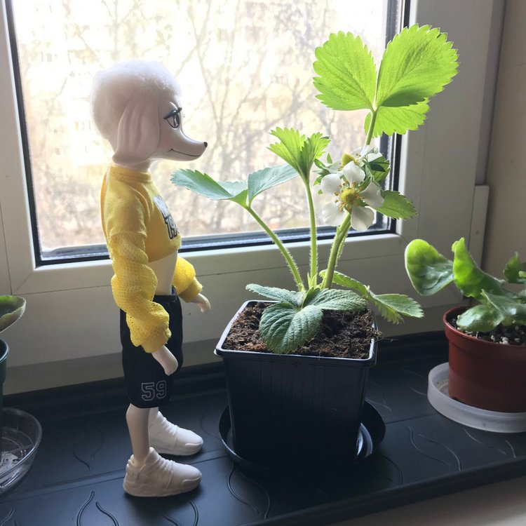 4 сезона Peteena от Hasbro