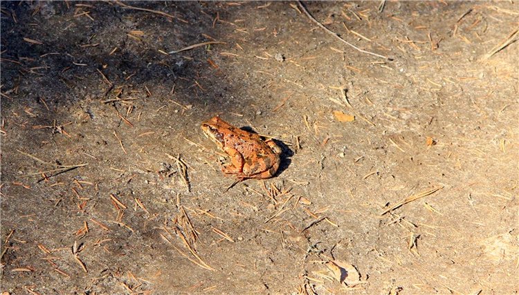 Апрельский день в Василёво, третья часть