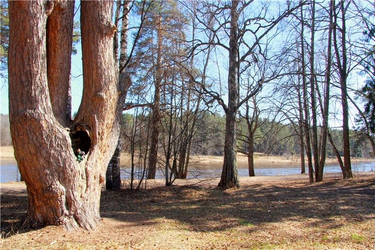 Апрельский день в Василёво