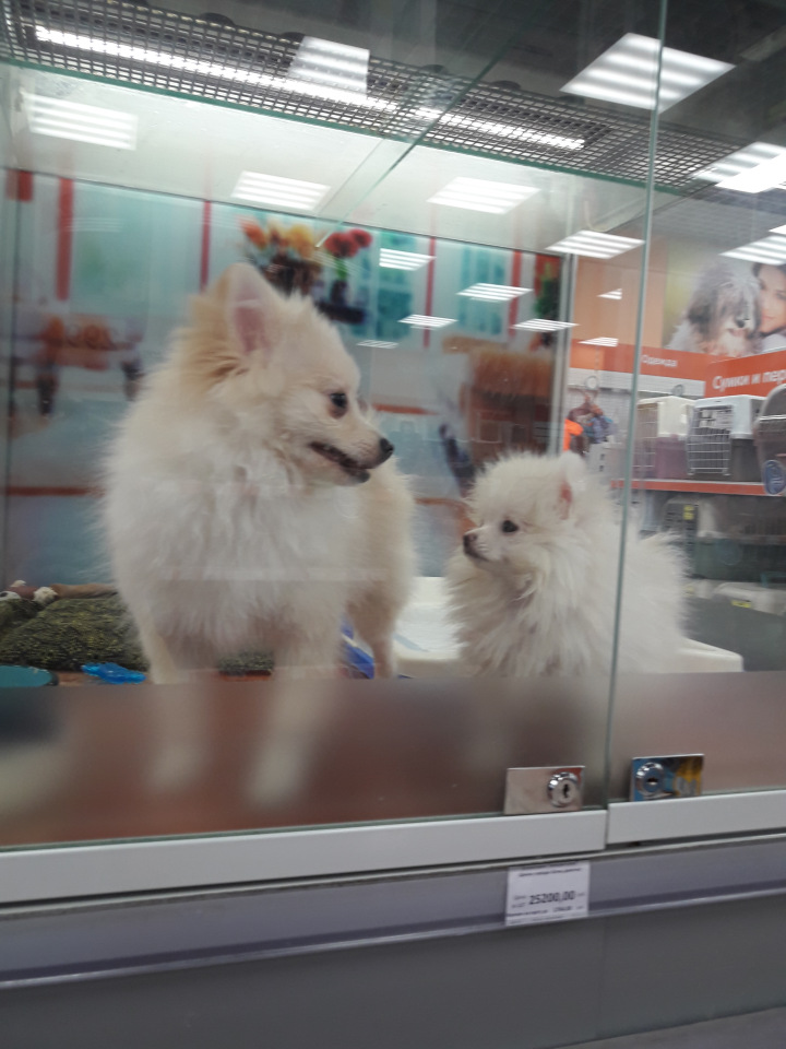 Moscow Fair Московская международная выставка кукол на Тишинке 13 - 15 апреля 2018. Мой фотообзор