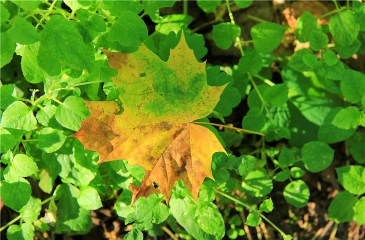 Старицкая Швейцария. Старицкие пещеры, д. Толпино, заключительная часть