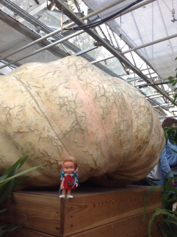 Аптекарский огород сегодня. ч.5. Грибной фестиваль (фото 10)