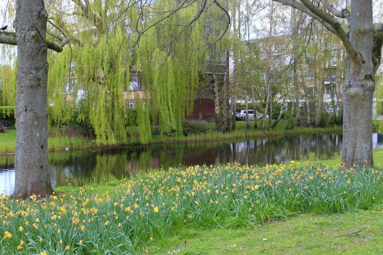 Цветущая Сакура. Прогулка по парку с Алисой. Весенние зарисовки