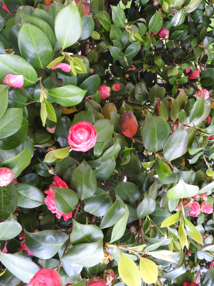 Сочи-Адлер: Южное Взморье - Мои любимые куколки на отдыхе