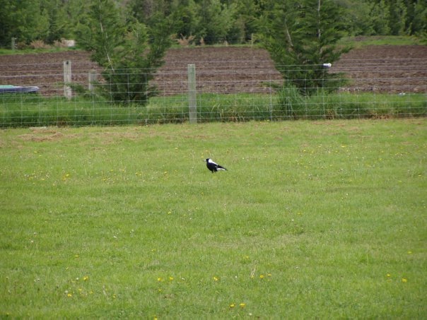 Увлекательное путешествие по Новой Зеландии
