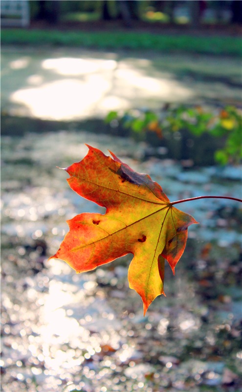 Лучистый Сентябрь — Редкие антикварные куклы и реплики: воск (фото 5)