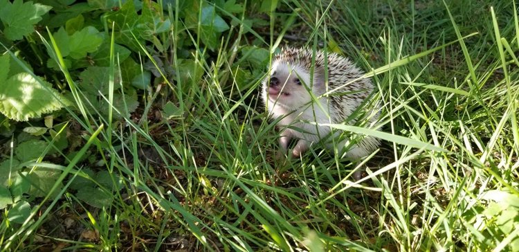 Любительские фотографии Ежей (выпуск 1) | Бэйбики Любительские фотографии Ежей (выпуск 1)