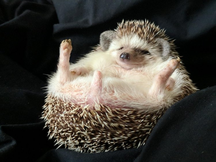 Любительские фотографии Ежей (выпуск 1) | Бэйбики Любительские фотографии Ежей (выпуск 1) (фото 9)