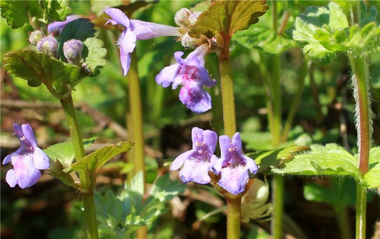 Весенняя Фея. Kyrra Fair Meadow doll | Бэйбики Весенняя Фея. Kyrra Fair Meadow doll