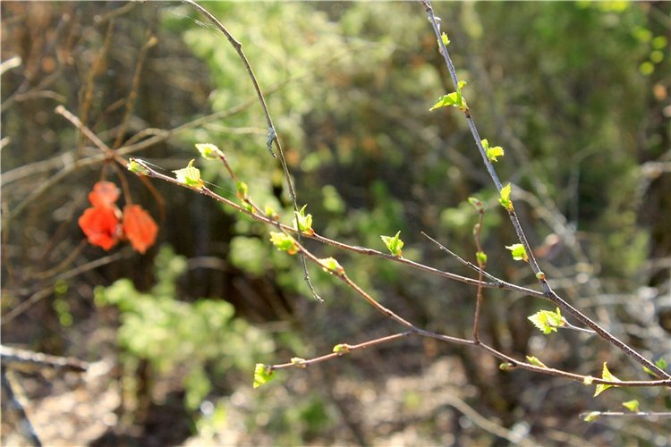 Долгая дорога к Волге. Custom Blythe Doll UFO Go Go Takara