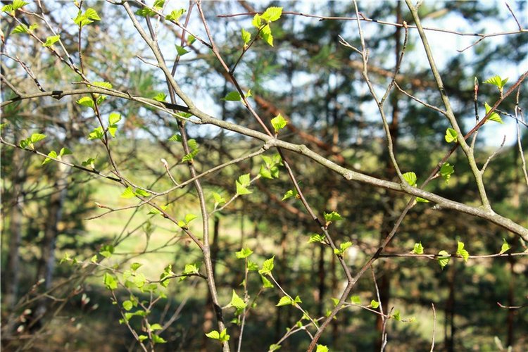 Долгая дорога к Волге. Custom Blythe Doll UFO Go Go Takara