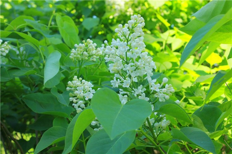 Эля в Иванишах. Twinkles Ella Chocolate