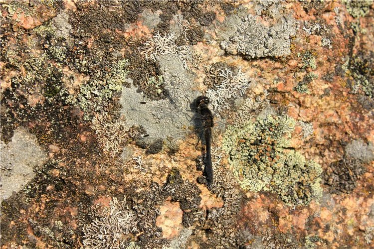 Путешествие Dal Hangry в Грузины