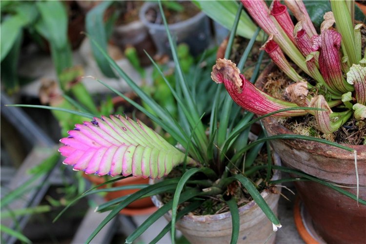 Тверской Ботанический Сад