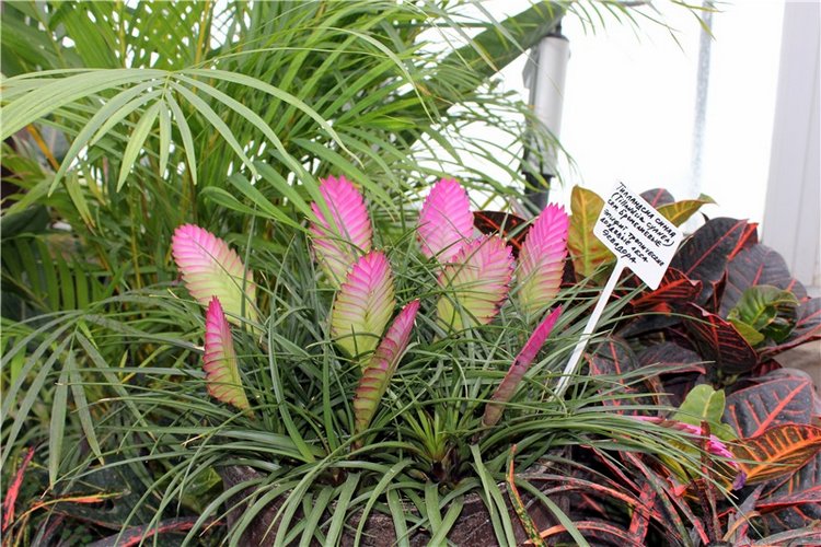 Тверской Ботанический Сад, продолжение | Бэйбики Тверской Ботанический Сад, продолжение