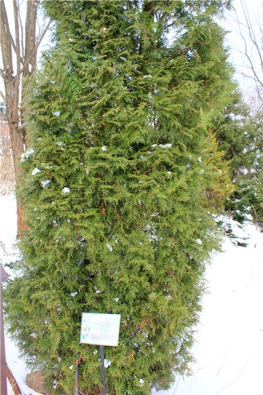 Тверской Ботанический Сад, заключительная часть