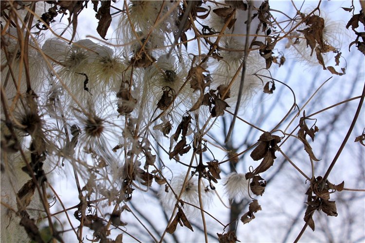 Тверской Ботанический Сад, заключительная часть