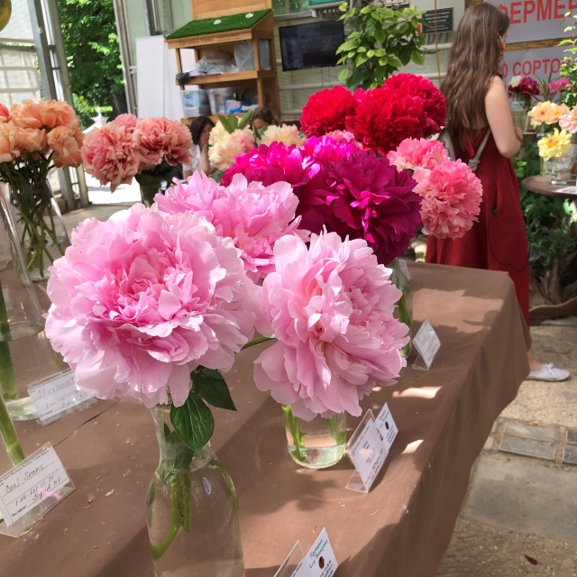 Тони Старк: приключения без брони. И снова Аптекарский огород | Бэйбики Тони Старк: приключения без брони. И снова Аптекарский огород