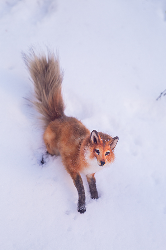 Прогулка с лисой по снегу