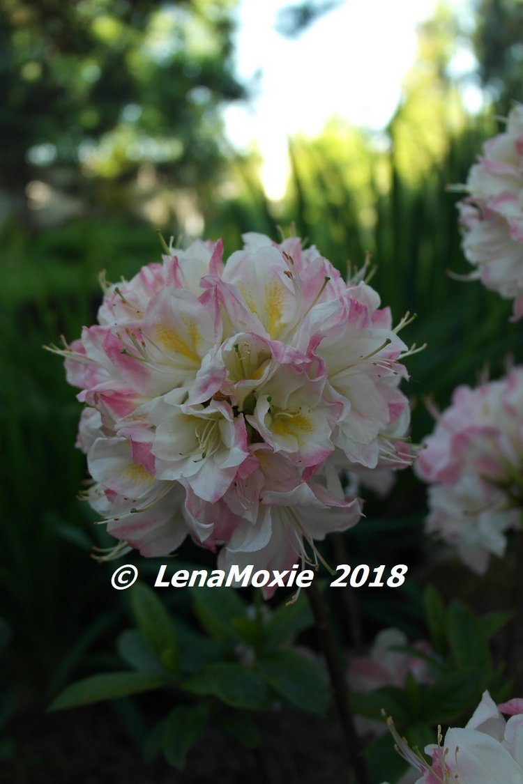 Мои куклы Journey Girls. Сатоми (Келли) 2012 (фото 9)