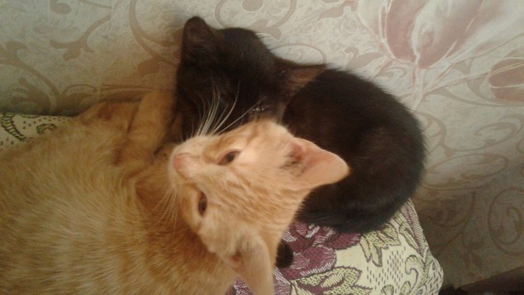 Больше никаких кошек! А котята не считаются | Бэйбики Больше никаких кошек! А котята не считаются