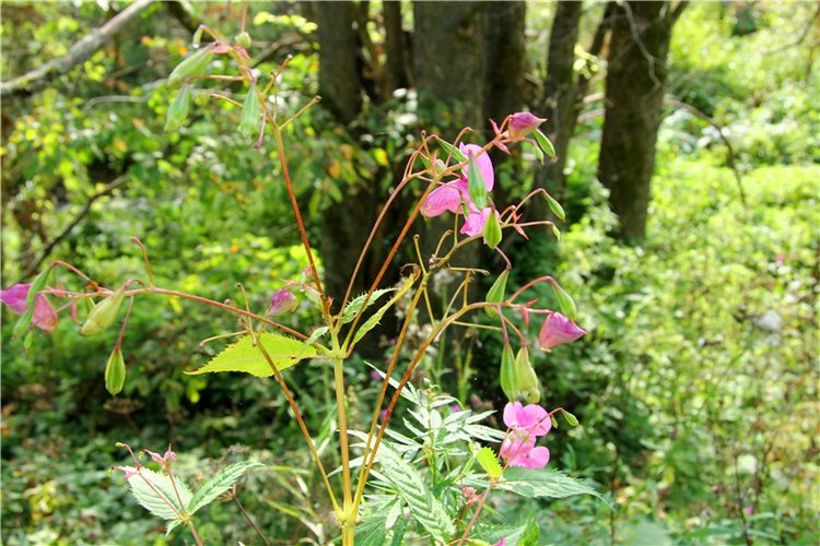 Старицкая Швейцария. Путешествие с Сашей, продолжение. Уникальная кукла от Сильвии Наттерер