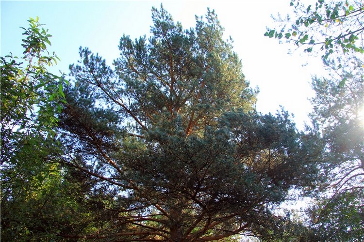 Путешествие Адель в "Сад камней". Джульетта от Sylvia Natterer