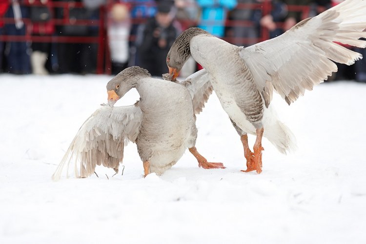30 марта — народный праздник Алексей Теплый (фото 6)
