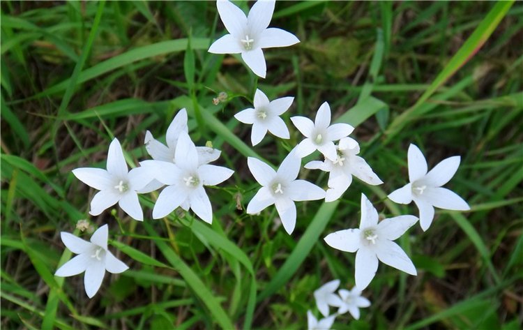 Девочка и Ёжик. Minifee Miyu FairlyLand | Бэйбики Девочка и Ёжик. Minifee Miyu FairlyLand