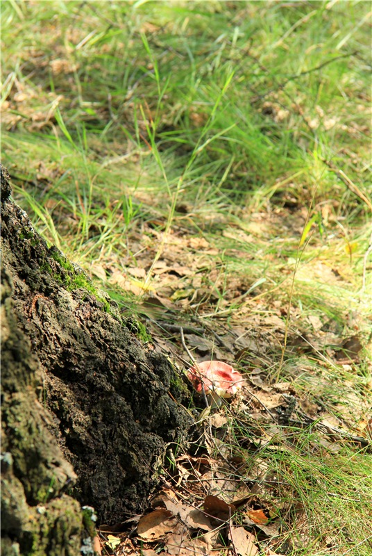 Девочка и Ёжик. Minifee Miyu FairlyLand | Бэйбики Девочка и Ёжик. Minifee Miyu FairlyLand