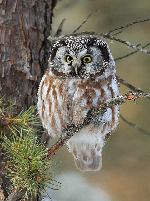 Любительские и профессиональные фотографии Сов (выпуск 2)