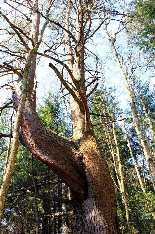Савватьева Пустынь, Тверская область