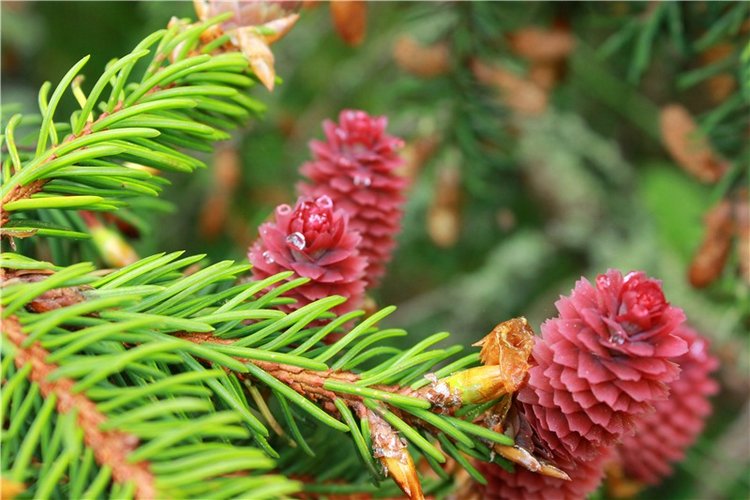 Ландышевый Лес. Twinkles Ella Chocolate