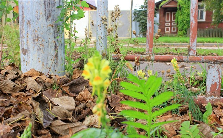 Сентябрьское путешествие в Старицу, заключительная часть