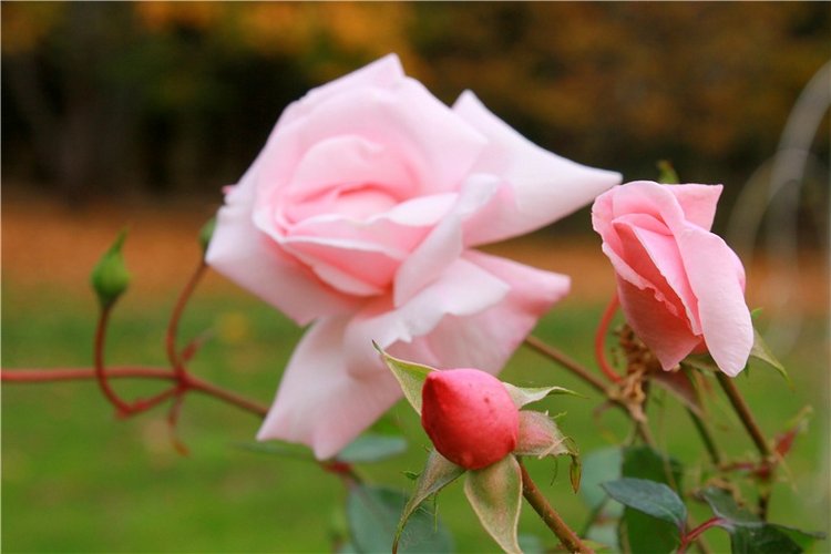 Золотая Осень в Берново с Имани. Mini Imani от Kaye Wiggs