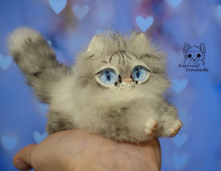 Котята Охос азулес. Чарующие глаза