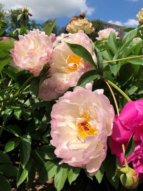 Тони Старк: приключения без брони. И снова Аптекарский огород | Бэйбики Тони Старк: приключения без брони. И снова Аптекарский огород