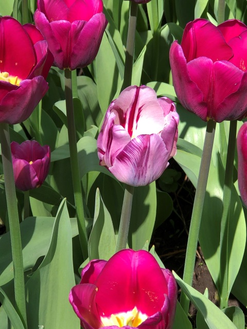 Тони Старк: приключения без брони. Был месяц май, половина вторая