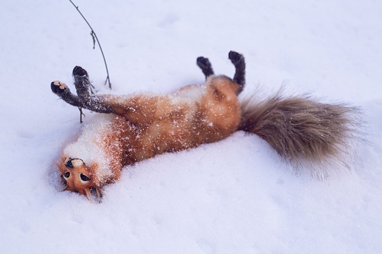 Прогулка с лисой по снегу (фото 10)