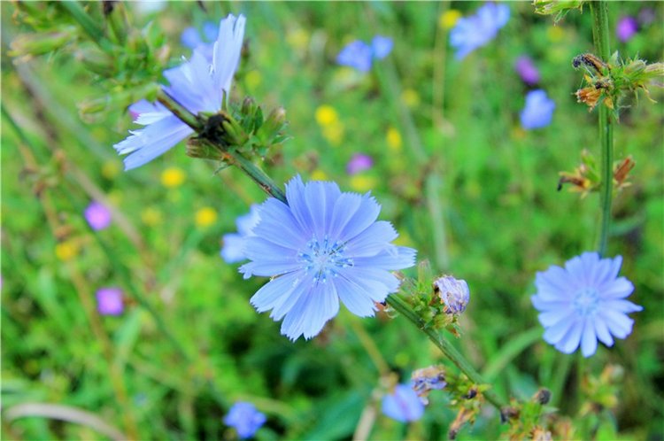 Старицкая Швейцария. Путешествие с Сашей, продолжение. Уникальная кукла от Сильвии Наттерер