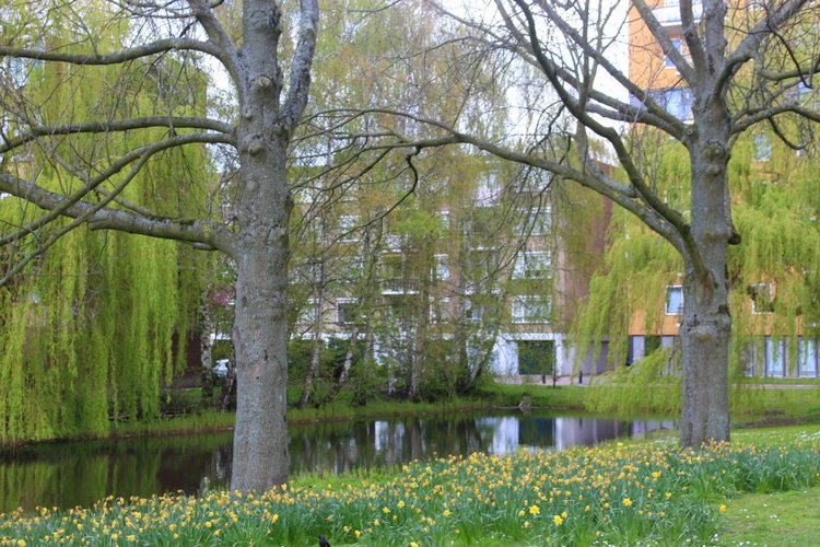 Цветущая Сакура. Прогулка по парку с Алисой. Весенние зарисовки