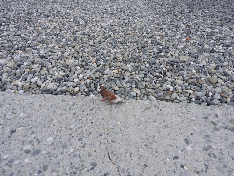 Сочи-Адлер: Южное Взморье - Красоты Черного Моря