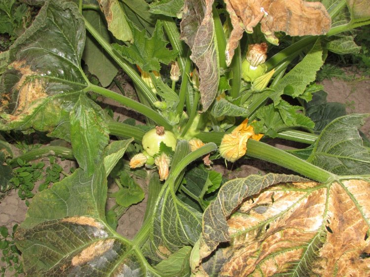 Путешествие в Нижегородскую область - часть 3 - Тимошка на усадьбе