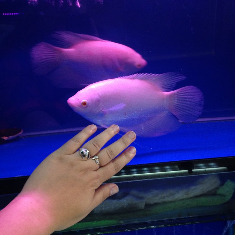 Прогулка по Китаю-2 (обзор цен на игрушки, животных, шмотки, еду)