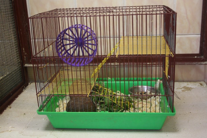 Псков. Эколого-биологический центр. Часть 2