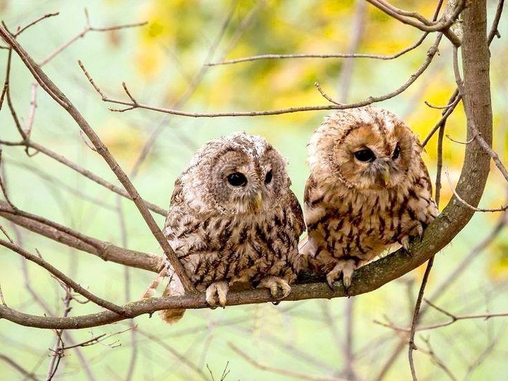 Любительские и профессиональные фотографии Сов (выпуск 2)