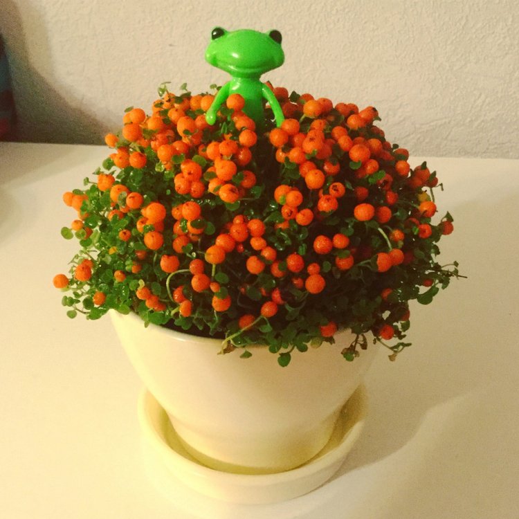 Маленькие лягушата Wonder Frog и цветы (фото 3)