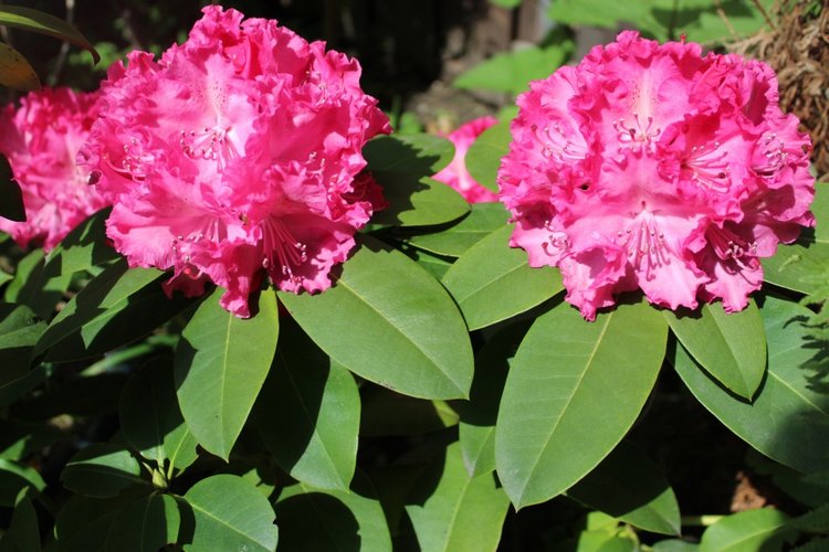 Любовь нечаянно нагрянет — Фэшн