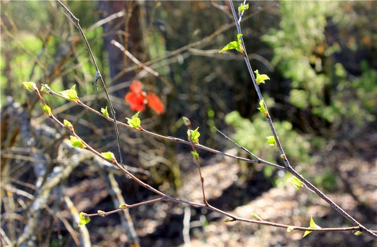 Долгая дорога к Волге. Custom Blythe Doll UFO Go Go Takara
