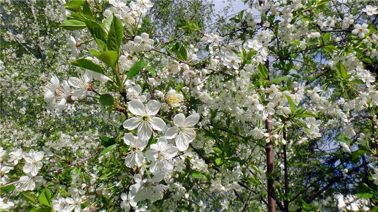 Просто Весна — Красивая природа и цветы: фото пейзажей